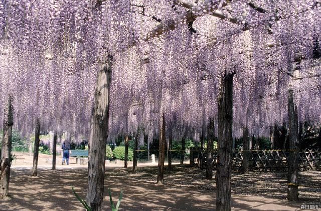 Wisteria of Ushijima