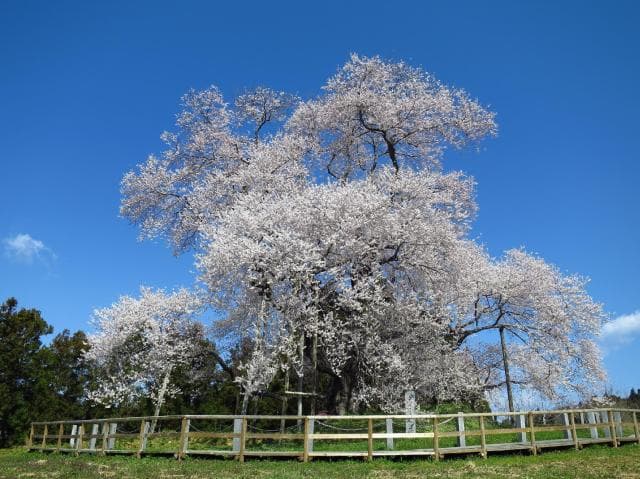 Cherry blossoms on the Dozu side