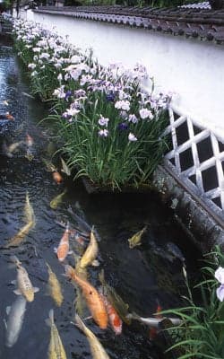 Tonomachi-dori Shobu 2