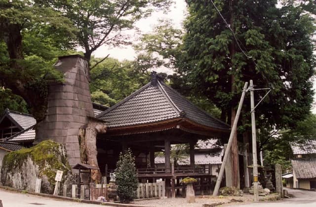 A large zelkova at Negoya Shrine