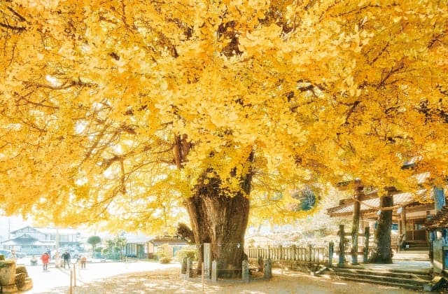 Golden ginkgo