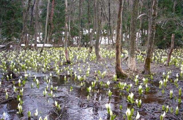 Hiruyama Mizubasho colony