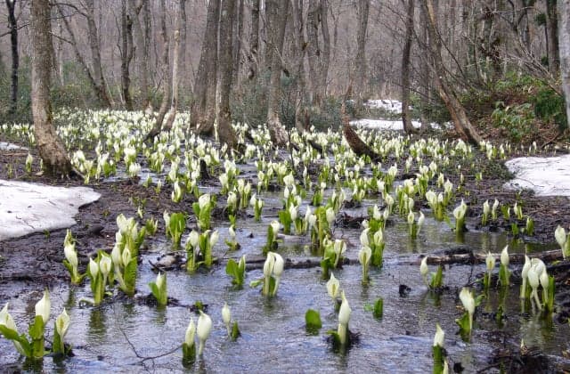 Hiruyama Mizubasho colony