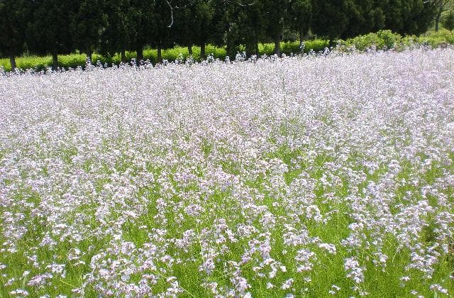Azaki radish flower