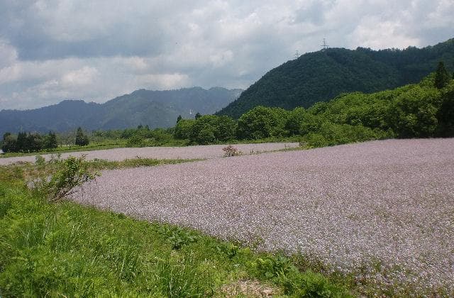 Flower garden of azalea radish
