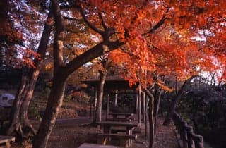 Autumn leaves of Tai Hirayama