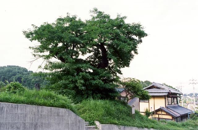 Bird Kubo