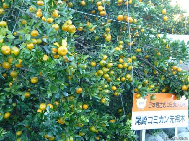 Ozaki small mandarin orange ancestral tree