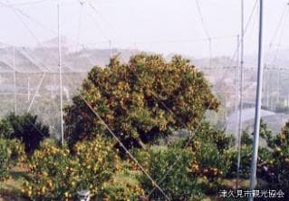 Ozaki small mandarin orange ancestral tree