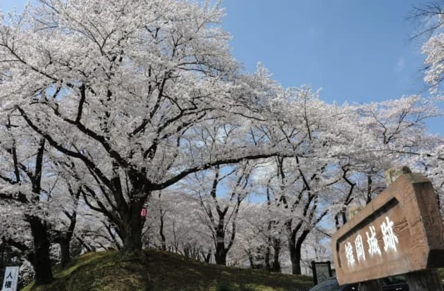 Cherry blossoms at the ruins of Kijioka Castle