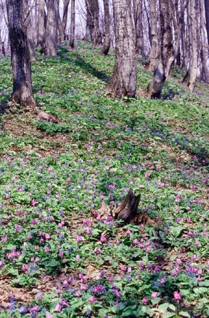 Otokoyama Nature Park
