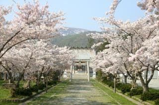 Jutsu-jinja Shrine row of cherry trees