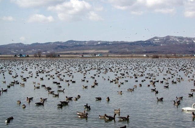Magan of Miyajima Marsh