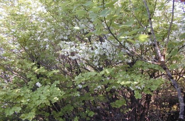 Mt. Mitsumine Shiroyashio