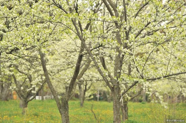 さらべつすももの里