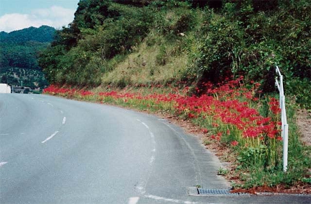Cluster amaryllis in the Maishigi district