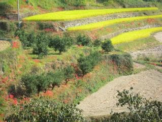Cluster amaryllis in the Maishigi district
