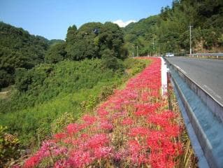 Cluster amaryllis in the Maishigi district