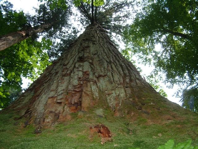 Japan's tallest natural Akita cedar
