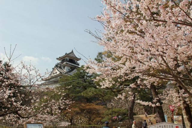 Castle and Cherry Blossoms
