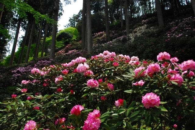 Murakami Family Oki Shakunage Garden