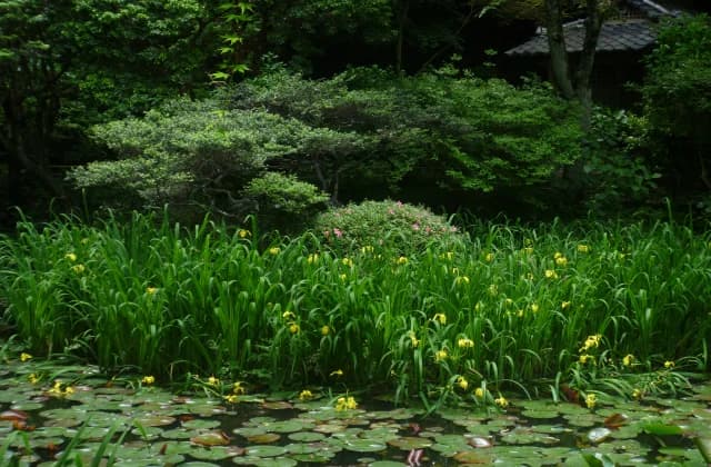 Yellow iris