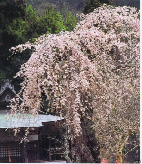 Weeping cherry tree at Enjuin