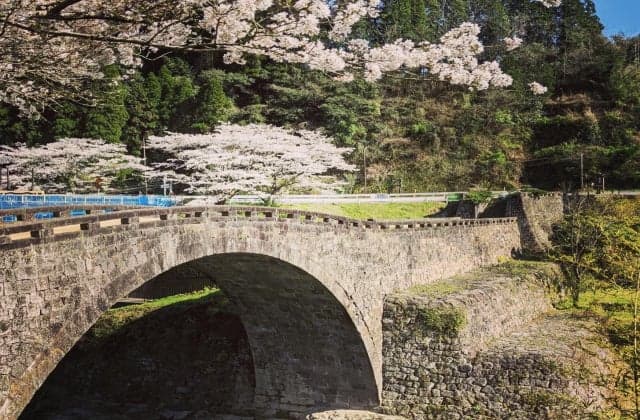 Cherry Blossom and Reidai Bridge