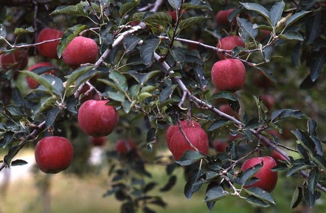 Tourist apple orchard