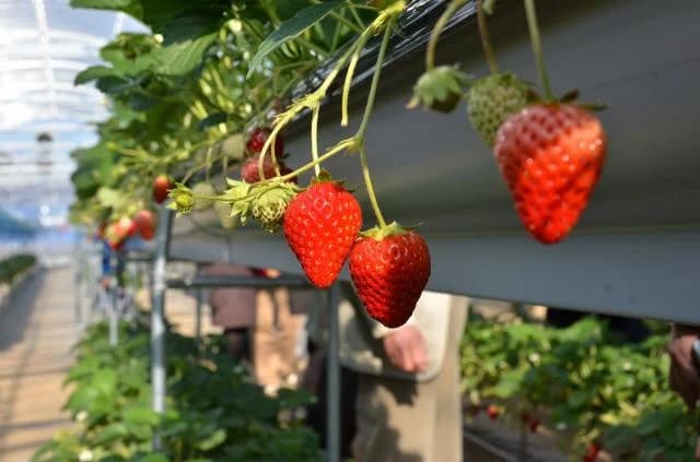 伊豆フルーツパーク、イチゴ狩り
