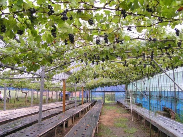 Tourist farm Acorn Mountain