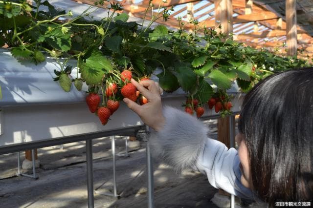 Strawberry picking 1