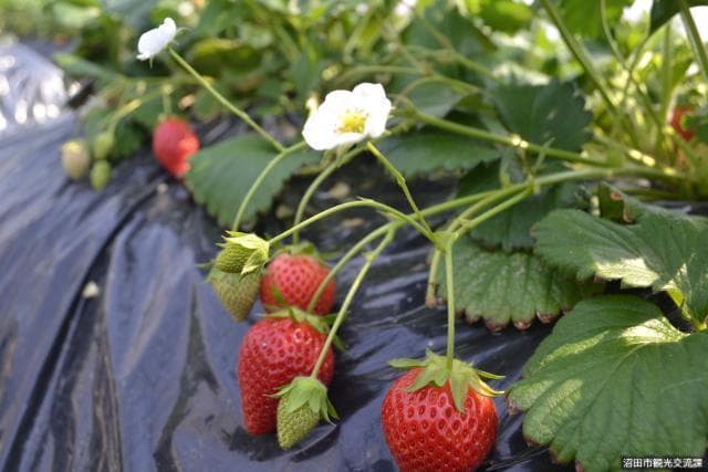 Strawberry picking 2
