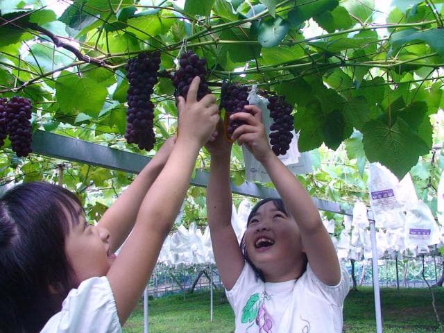 Grape picking