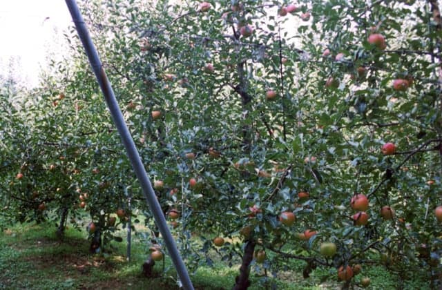 Yagiyama Tourist Apple Garden
