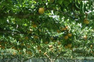 Lake Hakuryu Tourist Farm