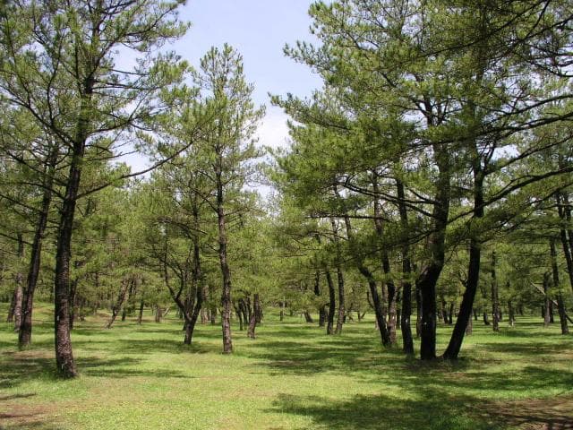 Pine forest