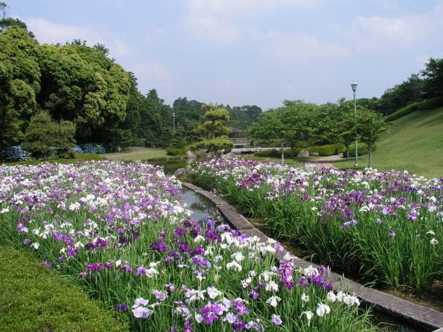 Japanese garden