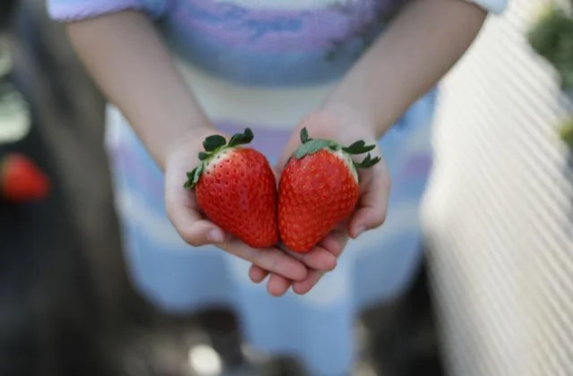 Strawberry picking