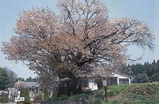 Yamazakura in Oyama