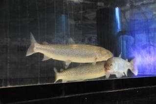 Freshwater Fish Museum (3)