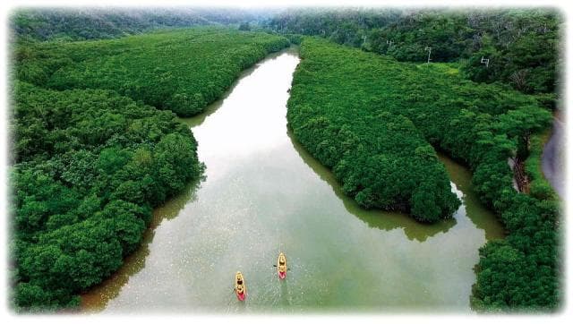 慶佐次湾のヒルギ林