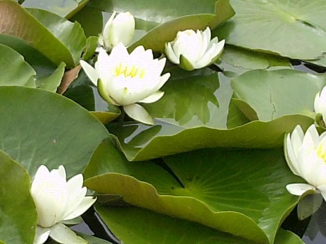 Water lilies of Mizumotokoen