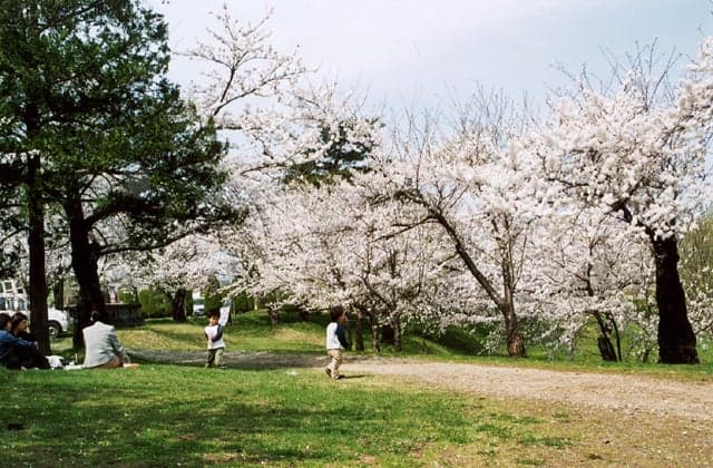 Cherry blossoms in Gotemba Park