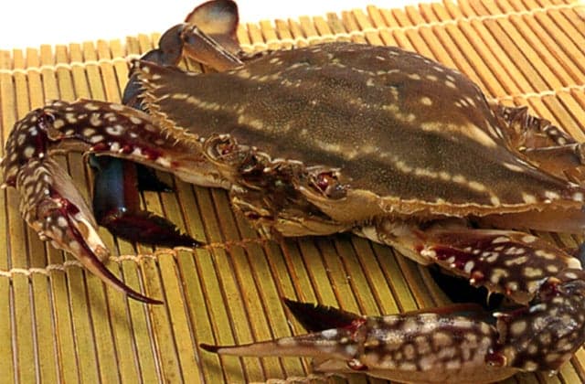 Buzenhon crab