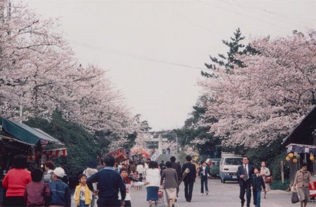 Sakura in Nishi Park