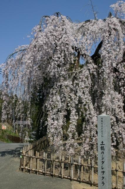 Okamezakura in Tsuchihashi