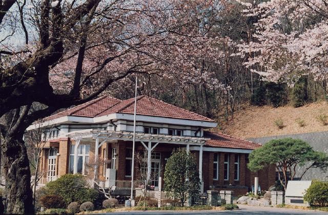 Cherry blossoms in Suidoyama Park