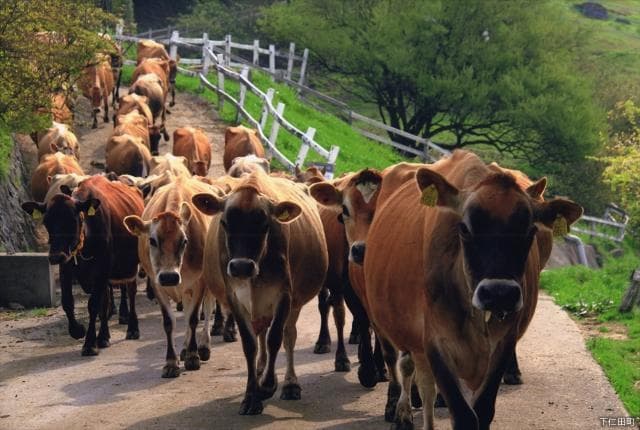 A line of cows