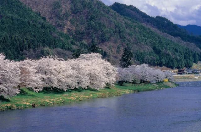 Cherry blossoms at Sakurano Park